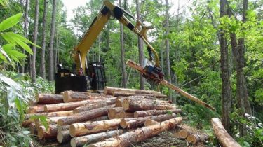 フェラーバンチャの魅力：林業を変える伐倒・集積の革新技術