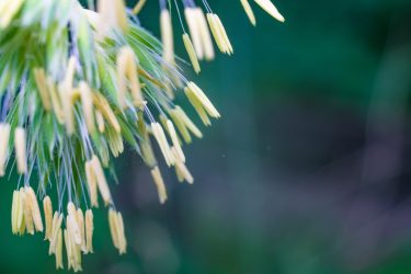 カモガヤ花粉症：春から初夏のアレルギーの真実