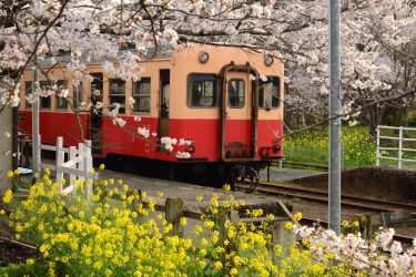 2025年千葉県のスギ花粉はいつまで？ピークは？今年の花粉は多い？今年のスギ山の状況は？今日の花粉症ひどい？リアルタイム情報