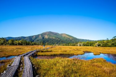 2025年群馬県のスギ花粉はいつまで？ピークは？今年の花粉は多い？今年のスギ山の状況は？今日の花粉症ひどい？リアルタイム情報