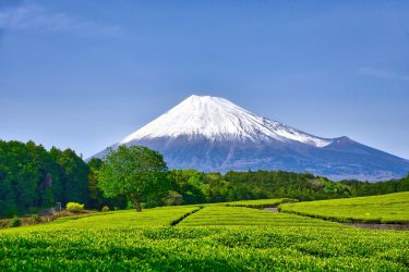 2025年静岡県のスギ花粉はいつまで？ピークは？今年の花粉は多い？今年のスギ山の状況は？今日の花粉症ひどい？リアルタイム情報