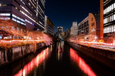 2025年東京都目黒区のスギ花粉はいつまで？ピークは？今年の花粉は多い？今年のスギ山の状況は？今日の花粉症ひどい？リアルタイム情報