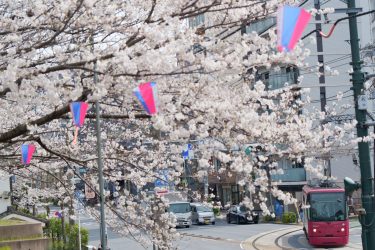 2025年東京都北区のスギ花粉はいつまで？ピークは？今年の花粉は多い？今年のスギ山の状況は？今日の花粉症ひどい？リアルタイム情報