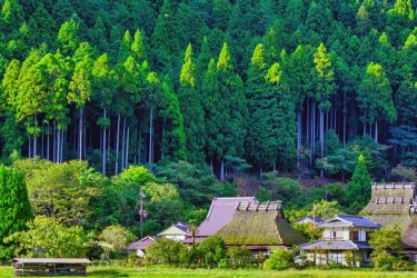 熊本県で庭木伐採・剪定なら｜伐採110番【地域最安・24時間対応】