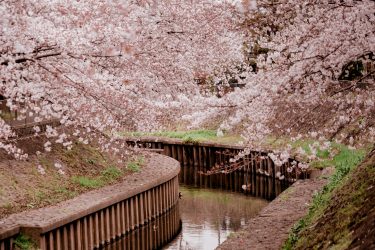 2025年東京都杉並区のスギ花粉はいつまで？ピークは？今年の花粉は多い？今年のスギ山の状況は？今日の花粉症ひどい？リアルタイム情報