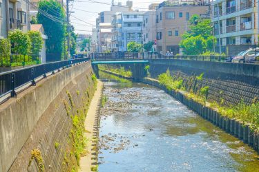 神奈川県横浜市保土ヶ谷区で庭木伐採・剪定なら｜伐採110番【地域最安・24時間対応】